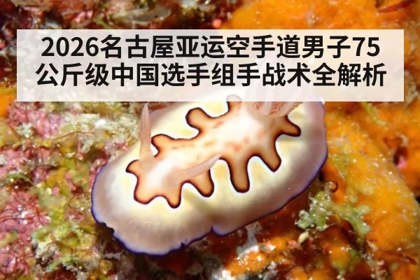 2026名古屋亚运空手道男子75公斤级中国选手组手战术全解析